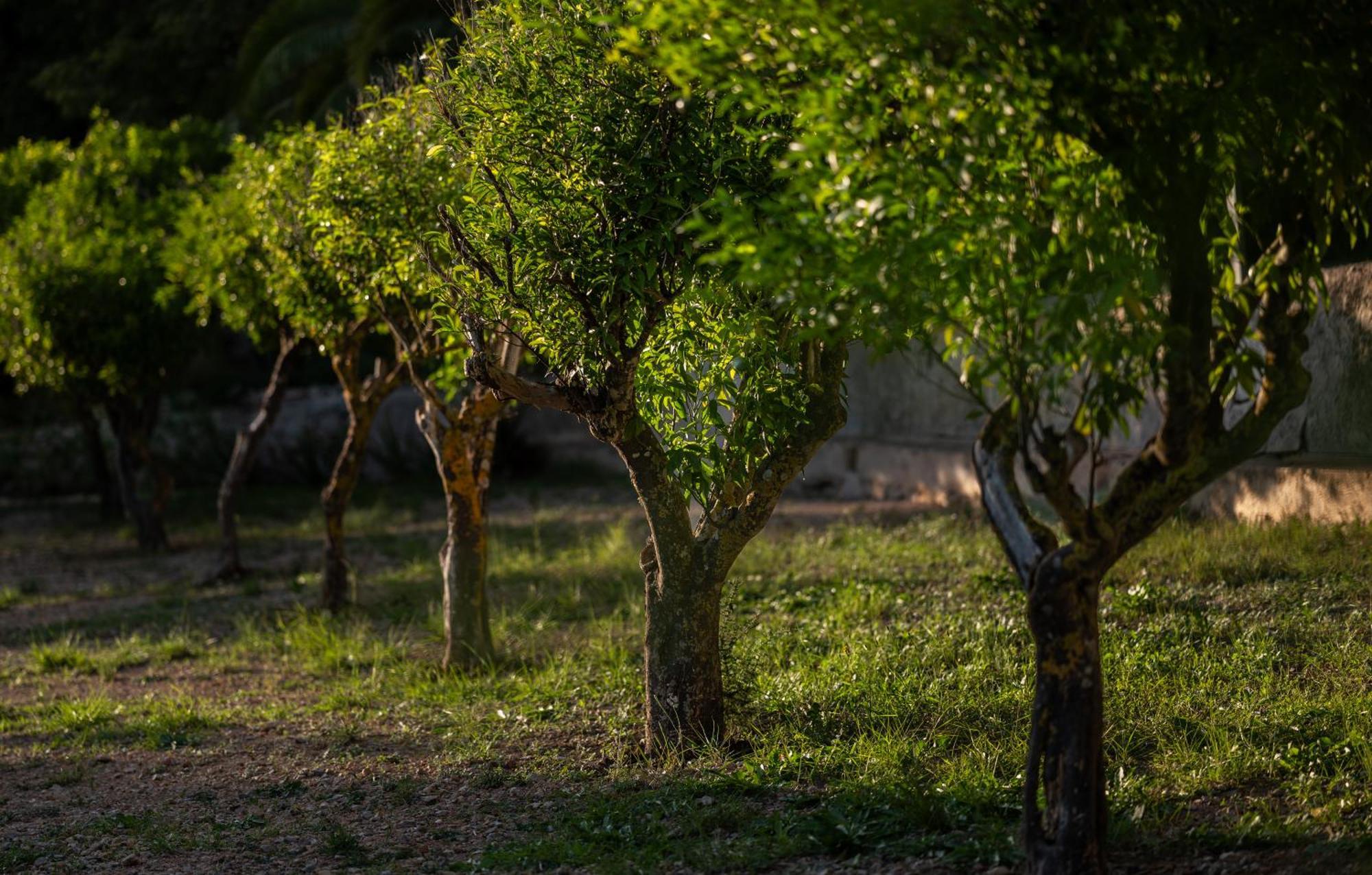 Agroturismo Son Boronat Calvia  Exterior foto